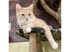 Adopt Rango a Tan or Fawn Tabby Domestic Shorthair / Mixed cat in Cumming