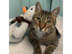 Adopt Garbo a Brown or Chocolate Domestic Shorthair / Mixed cat in Buffalo
