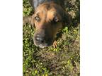 Adopt Henrietta a Black - with Tan, Yellow or Fawn Black and Tan Coonhound /