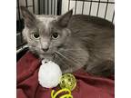 Adopt Zara a Gray or Blue Domestic Longhair / Mixed cat in Lindenwold