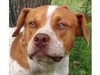 Adopt Tatum a Red/Golden/Orange/Chestnut - with White Australian Cattle Dog /