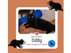 Adopt Cubby a All Black Domestic Shorthair (short coat) cat in Jacksonville