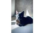 Adopt Zion a All Black Domestic Mediumhair / Domestic Shorthair / Mixed cat in