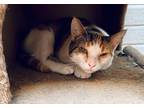 Adopt Rose a Brown Tabby American Shorthair (short coat) cat in Paris