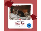 Adopt Ruby Roo a Brown Tabby Domestic Shorthair (short coat) cat in