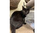 Adopt Tupac a All Black Domestic Shorthair (short coat) cat in Calgary