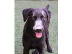 Adopt Pupperoni a Black Mixed Breed (Large) / Mixed dog in Farmington