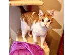 Adopt Luna a Orange or Red (Mostly) Domestic Shorthair (short coat) cat in