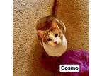 Adopt Cosmo a Orange or Red (Mostly) Domestic Shorthair (short coat) cat in