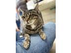 Adopt Susie a Gray or Blue Domestic Shorthair / Domestic Shorthair / Mixed cat