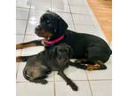 Adopt Mandy a Black - with Tan, Yellow or Fawn Rottweiler / Mixed dog in