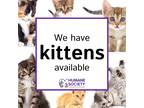 Adopt Kittens Available a All Black Domestic Shorthair (short coat) cat in