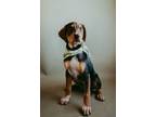 Adopt Leaf a Black and Tan Coonhound