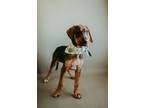 Adopt River a Black and Tan Coonhound