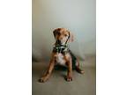 Adopt Rebel a Black and Tan Coonhound