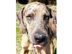 Adopt Tyrion a Brown/Chocolate Catahoula Leopard Dog / Mixed dog in Blackwood