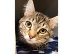 Adopt Ezra a Brown Tabby Domestic Mediumhair (medium coat) cat in Grayslake