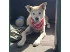 Adopt Kiko a Tan/Yellow/Fawn Border Collie / Mixed Breed (Medium) / Mixed dog in