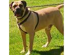 Adopt Rupert a Tan/Yellow/Fawn Mastiff / Mixed dog in Flintstone, MD (37904602)