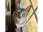 Adopt Marcel a Gray or Blue Domestic Shorthair / Mixed cat in Seguin