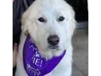 Adopt Hintz a White - with Tan, Yellow or Fawn Great Pyrenees / Mixed Breed