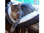 Adopt Buttons a Brown Tabby Domestic Shorthair (short coat) cat in Staten