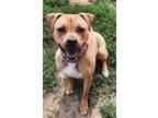 Adopt Dolly a Brindle American Pit Bull Terrier / Mixed Breed (Medium) / Mixed