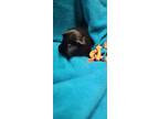 Adopt Noel a Black Guinea Pig / Guinea Pig / Mixed small animal in Belleville