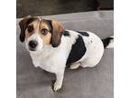 Adopt Sunshine a Tricolor (Tan/Brown & Black & White) Beagle / Mixed dog in