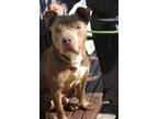 Adopt Babe Ruth a Pit Bull Terrier