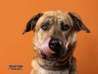 Adopt Rocky a Tan/Yellow/Fawn Mixed Breed (Large) / Mixed dog in Kokomo