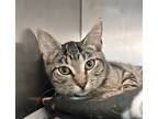Adopt Nadia a Brown Tabby Domestic Shorthair (short coat) cat in Newport