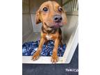 Adopt Arapahoe a Brown/Chocolate - with Black Beagle / Hound (Unknown Type) /