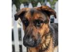 Adopt TYSON a Black German Shepherd Dog / Mixed Breed (Medium) / Mixed (short