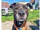 Adopt Bunky a Brindle American Pit Bull Terrier / Mixed dog in Euclid