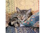 Adopt Sammy a Brown Tabby Domestic Shorthair (short coat) cat in New Port