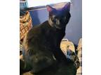 Adopt Denzel a All Black Domestic Mediumhair (medium coat) cat in New Port