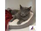 Adopt Meredith a Gray or Blue Domestic Shorthair (short coat) cat in Eighty