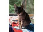 Adopt Penelope a Gray, Blue or Silver Tabby Domestic Shorthair (short coat) cat