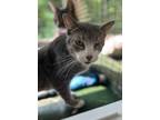 Adopt BK a Gray, Blue or Silver Tabby Domestic Shorthair (short coat) cat in