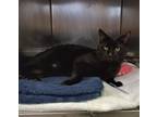 Adopt Smokey a All Black Domestic Shorthair (short coat) cat in Clayton