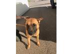 Adopt Max a Tan/Yellow/Fawn - with Black Shepherd (Unknown Type) / Mixed dog in