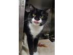 Adopt Sherry a Black & White or Tuxedo Domestic Shorthair (short coat) cat in