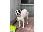 Adopt Zeus a White - with Black Mixed Breed (Large) / Mixed dog in Bend