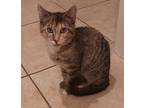Adopt Bonnie a Tortoiseshell American Shorthair (short coat) cat in Merced