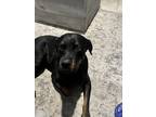 Adopt Wilma a Brown/Chocolate - with Black Rottweiler / Mixed dog in Gilbert