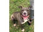 Adopt Blue a Gray/Silver/Salt & Pepper - with White Pit Bull Terrier / Mixed dog