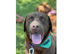 Adopt Hunter a Brown/Chocolate Labrador Retriever / Mixed dog in Sugar Grove