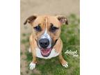 Adopt Timber a Tan/Yellow/Fawn - with White Pit Bull Terrier / Mixed dog in