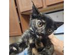 Adopt Blair a Tortoiseshell Domestic Shorthair / Mixed cat in Casa Grande